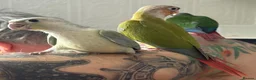 Conures birds for sale: Baby hand reared conures  - Advert 4