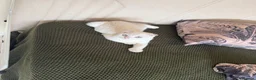 Scottish Fold cats for sale: Scotish fold  - Advert 3