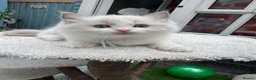 Ragdoll cats for sale: Gccf (champion) ragdoll kittens  - Advert 32