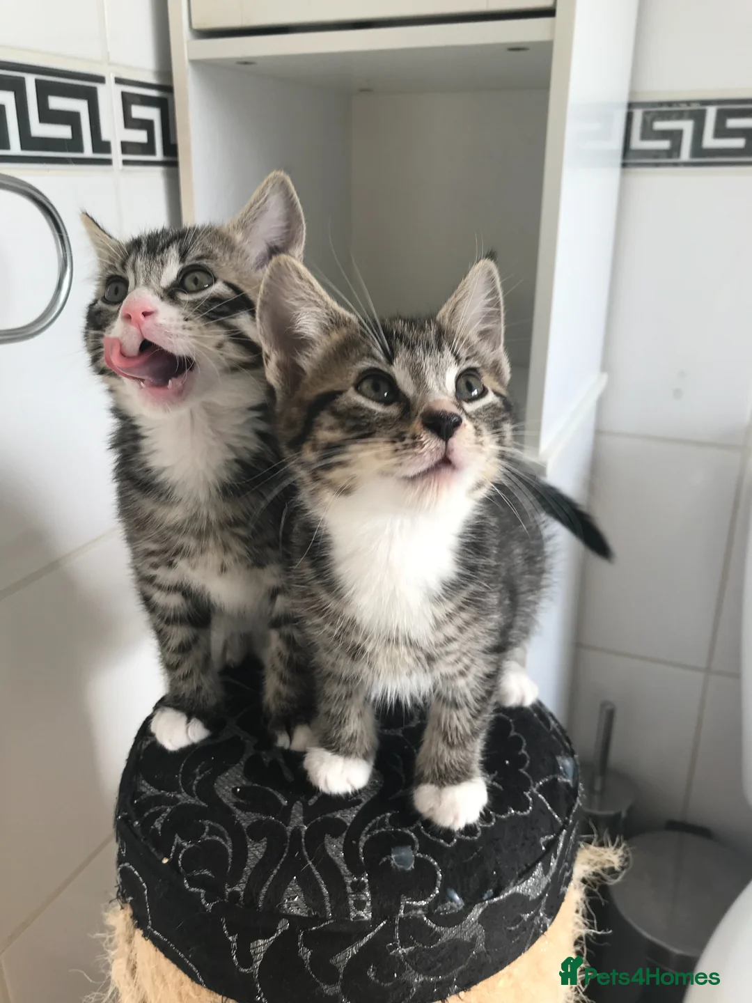 Mixed Breed cats for sale: 5 beautiful kittens for sale  in Grays - Advert 2