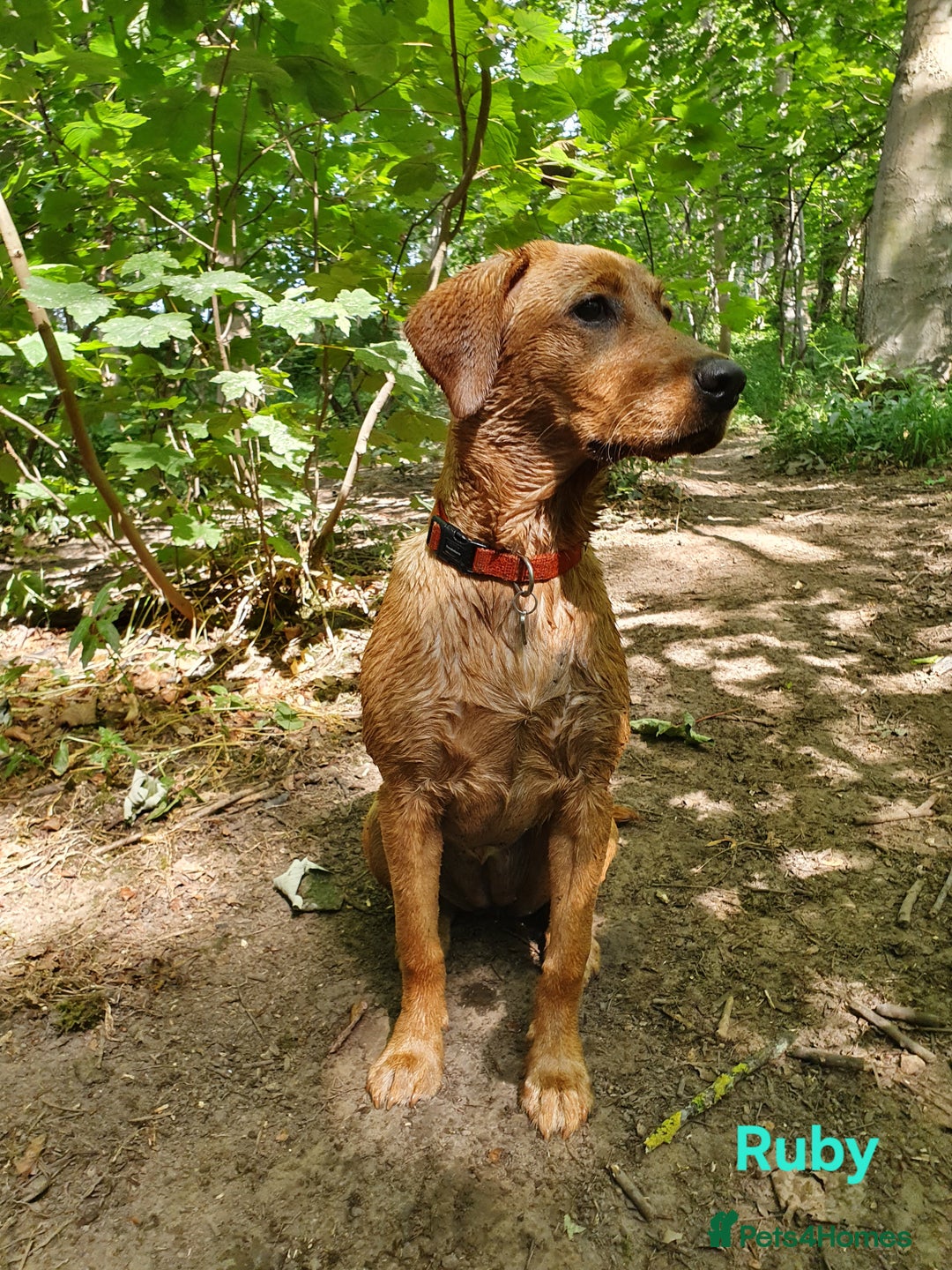 Labrador Retriever dogs for sale: Fox Red Labrador Retriever KC Registered puppies in Wetherby - Image 16