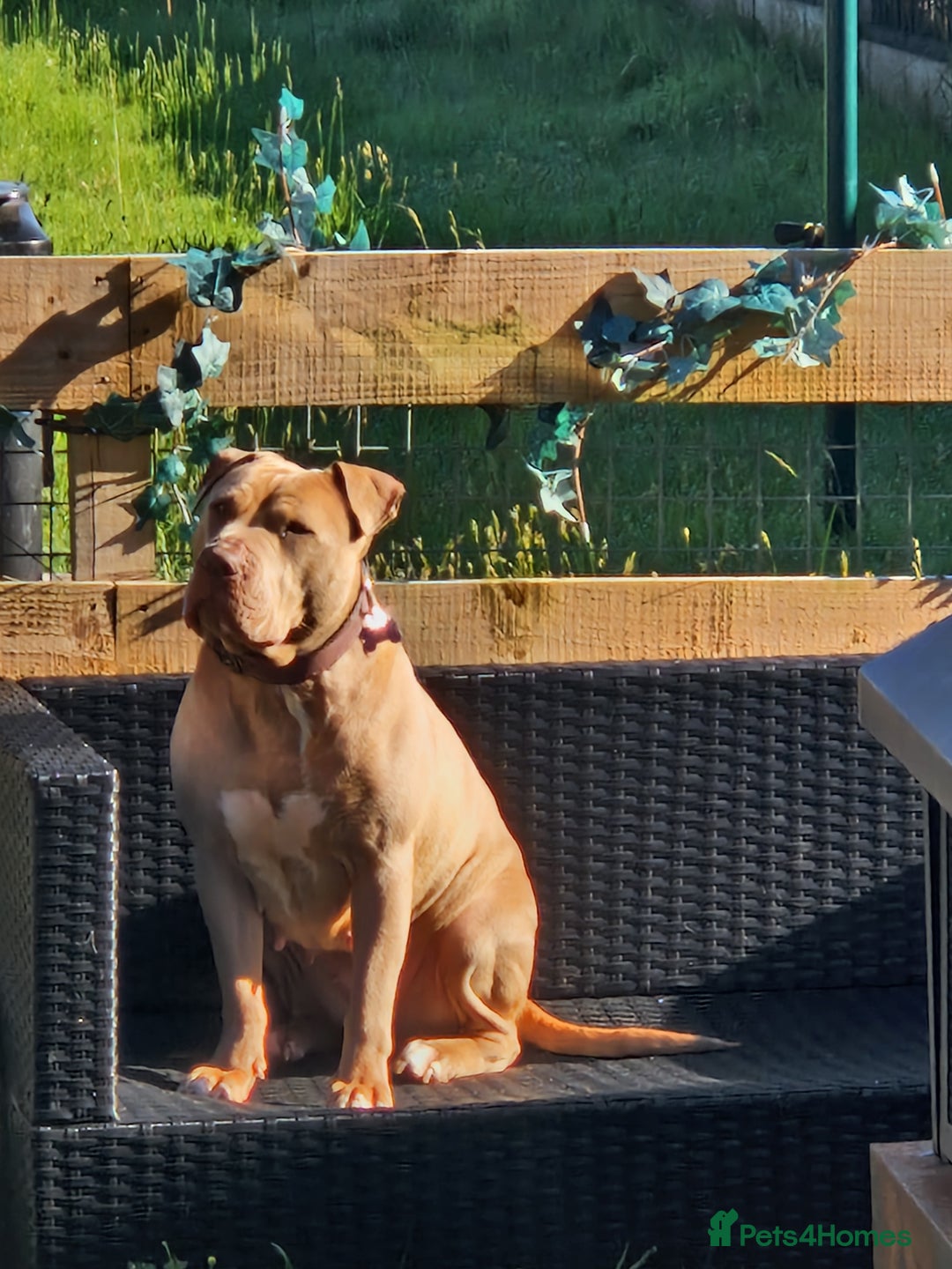 Mixed Breed dogs for sale: Kaya 3 year old - Image 6