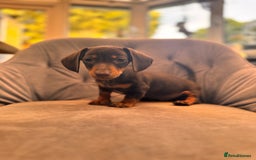 Miniature Dachshund dogs for sale: BEAUTIFUL MINI DACHSHUND PUPPIES READY NOW - Image 30