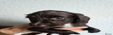 Cocker Spaniel 1