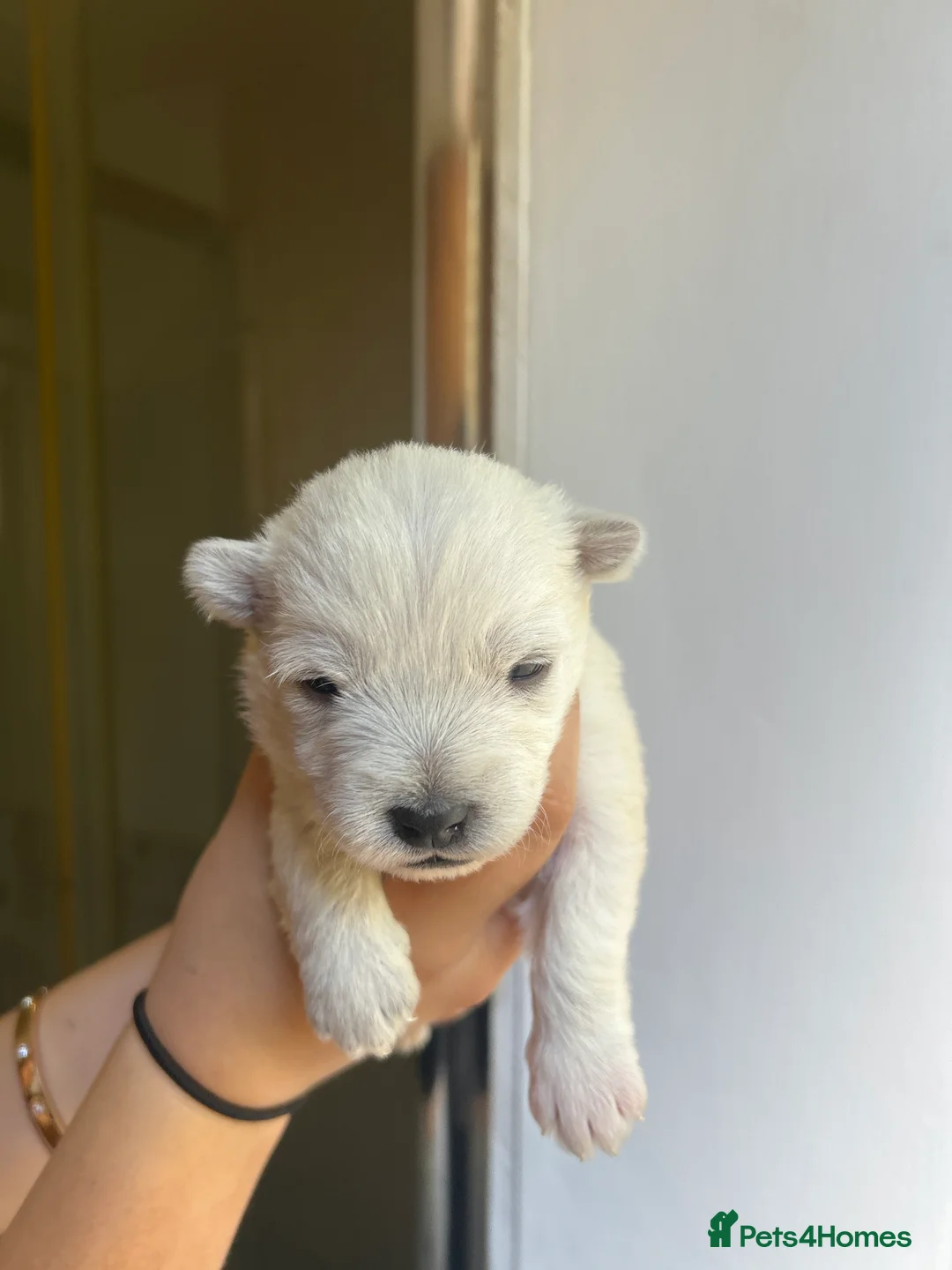 West Highland Terrier dogs for sale: West highland terrier puppies - Advert 19