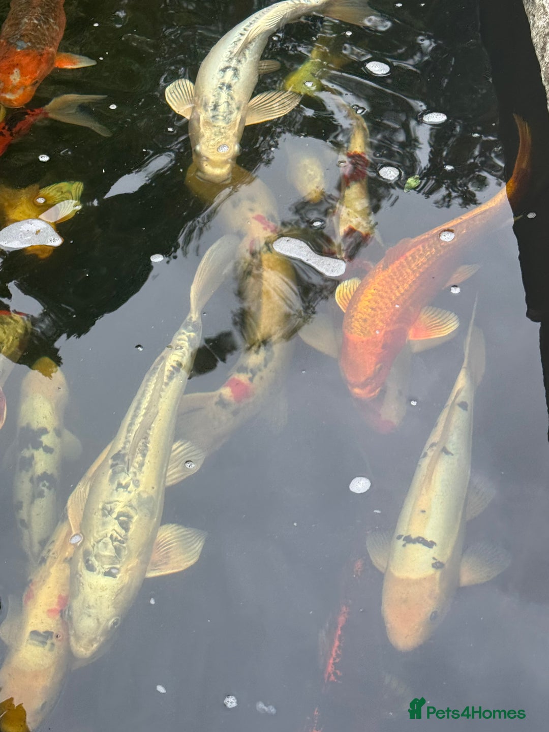 Koi Carp fish for sale: Complete Koi carp set up for sale - Image 11