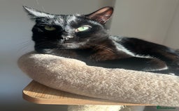 British Shorthair cats for sale: Male Adult Black British shorthair cat - Image 6