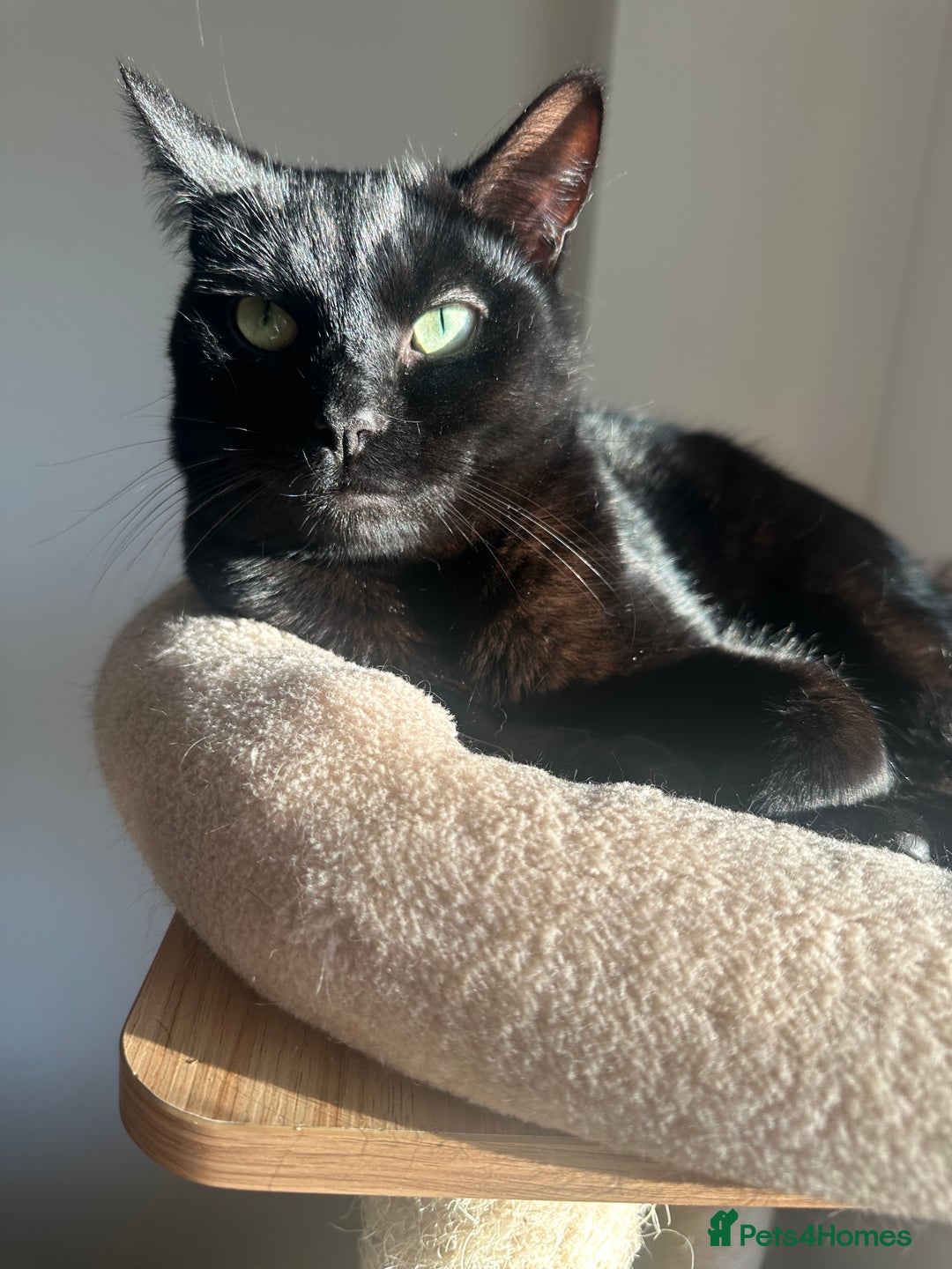 British Shorthair cats for sale: Male Adult Black British shorthair cat - Image 6