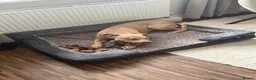 Staffordshire Bull Terrier dogs for sale: Loving frankie - Advert 3