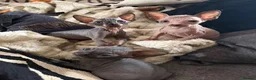 Sphynx cats for sale: 💙🩷 gorgeous sphynx baby’s 🩷💙 1 girl back up  - Advert 17