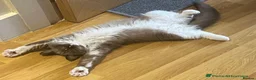 Ragdoll cats for sale: TICA reg. Mink Ragdoll Girl 3 Years Old - Advert 6