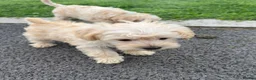 Schnoodle dogs for sale: Toy/Mini Schnoodle Puppies (Schnauzer x Poodle) - Advert 8