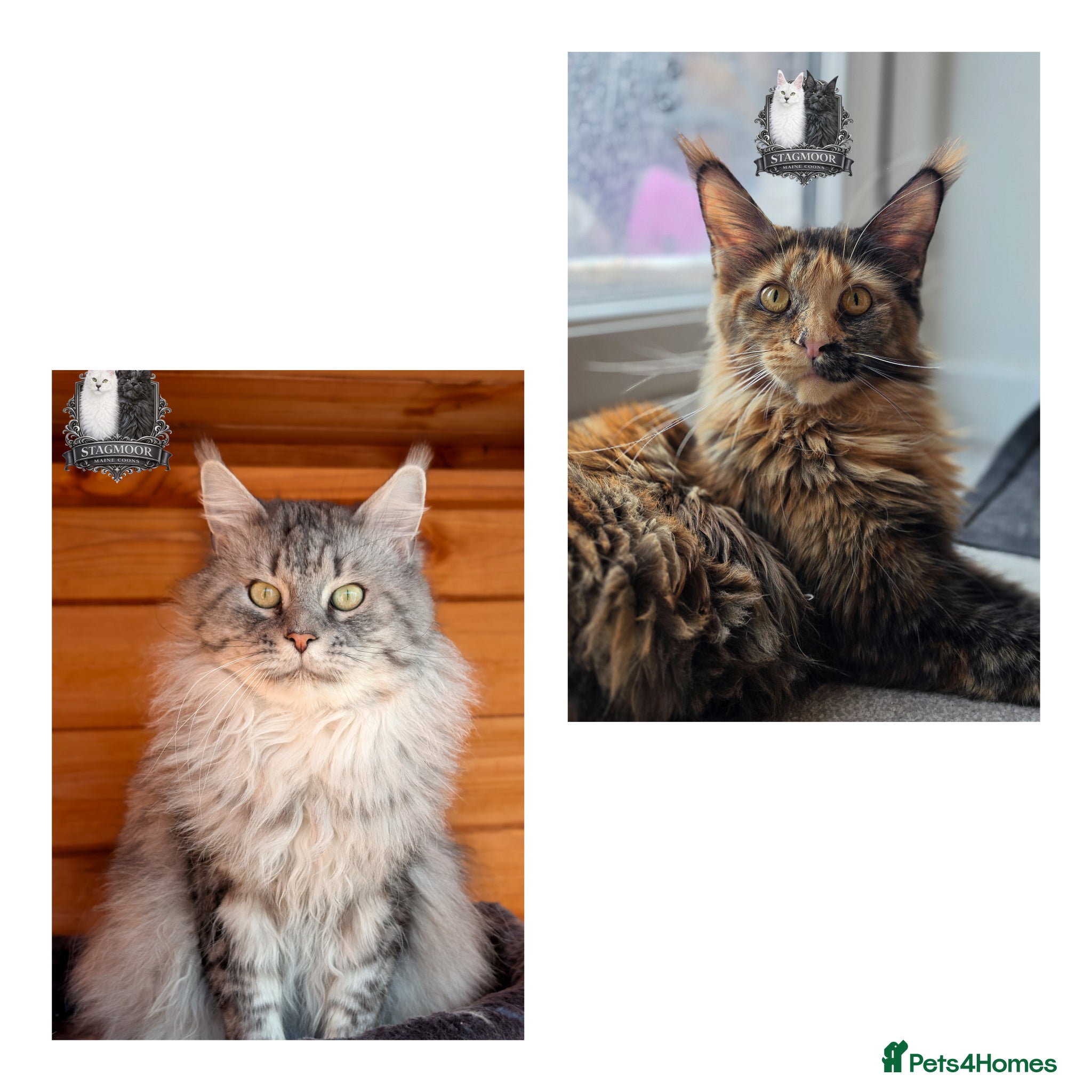 Maine Coon cats Beautiful TICA Registered Maine Coon Kittens - Advert 2