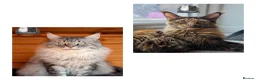 Maine Coon cats for sale: Beautiful TICA Registered Maine Coon Kittens - Advert 2