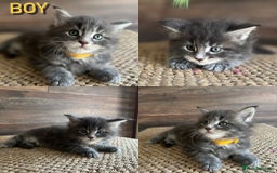 Maine Coon cats for sale: First Litter 6 Pure Maine Coon Kittens - Image 5