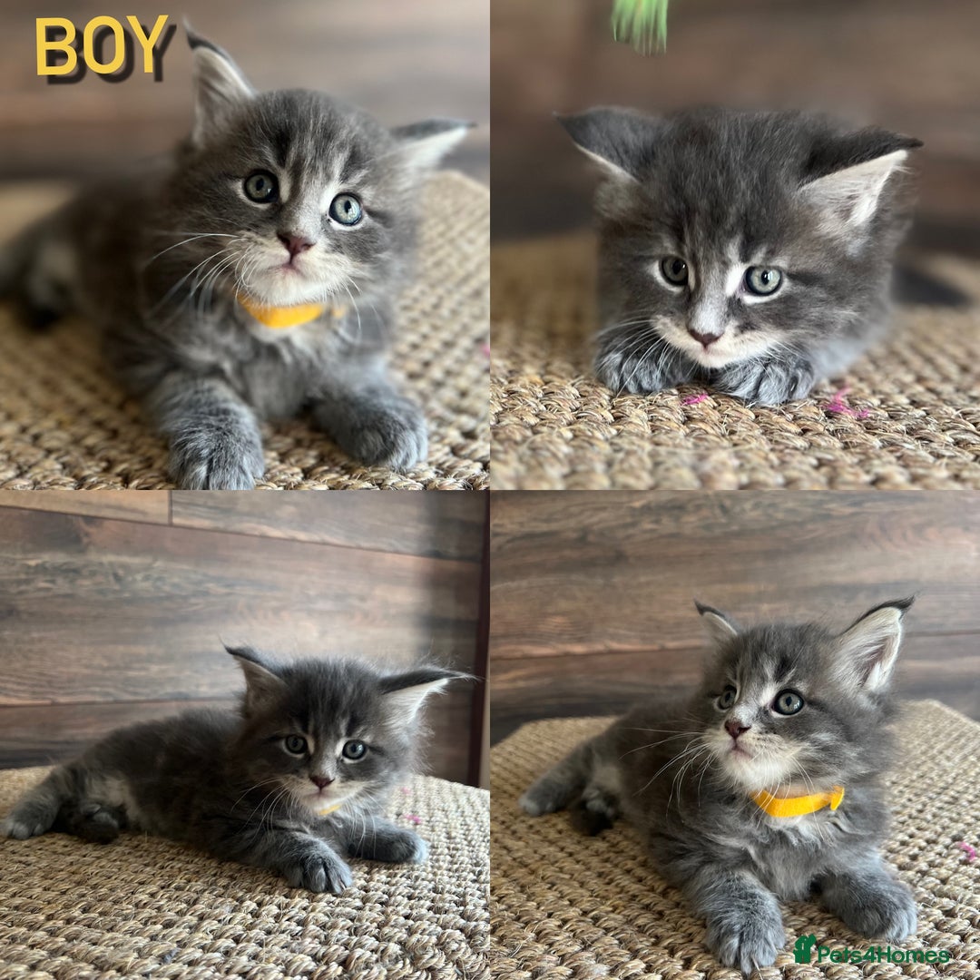 Maine Coon cats for sale: First Litter 6 Pure Maine Coon Kittens - Image 5