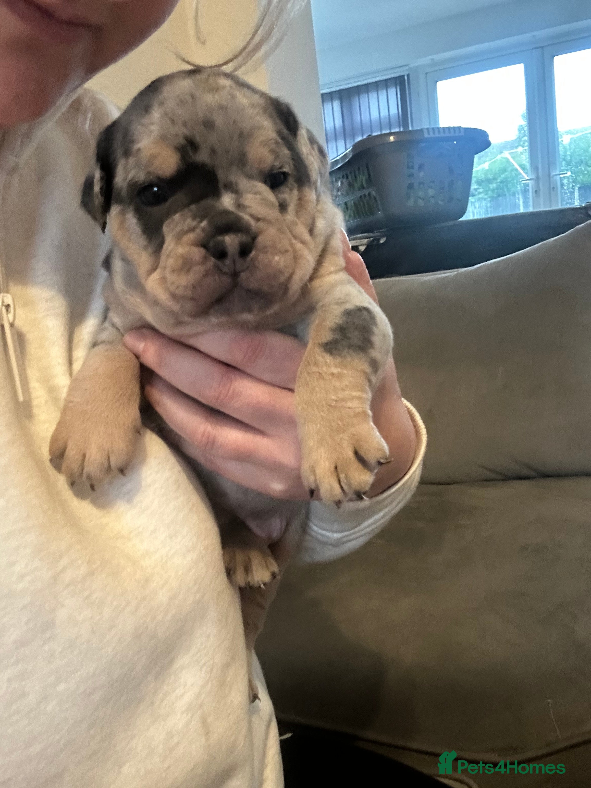 Olde English Bulldogge dogs 🔥Olde English bulldog puppies 🔥 - Advert 2