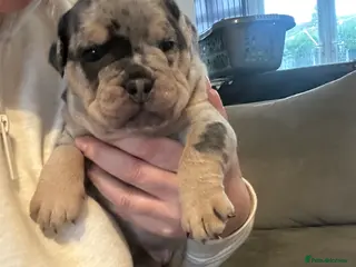 Olde English Bulldogge dogs 🔥Olde English bulldog puppies 🔥 - Advert 2