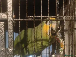 Parrots birds Orange wing amazon parrot - Advert 1