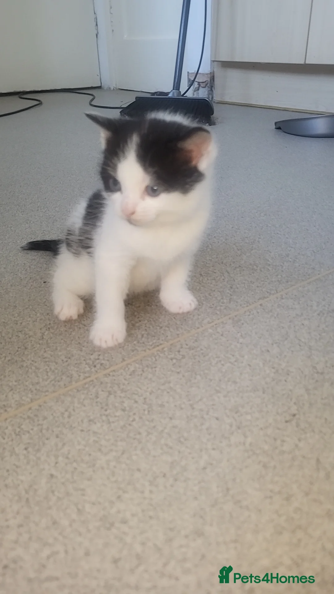 British Shorthair cats for sale: Beautiful kittens for sale - Advert 6
