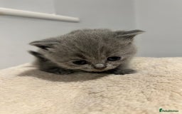 British Shorthair cats for sale: READY NOW!!Pedigree British Short Hair Kittens - Image 9