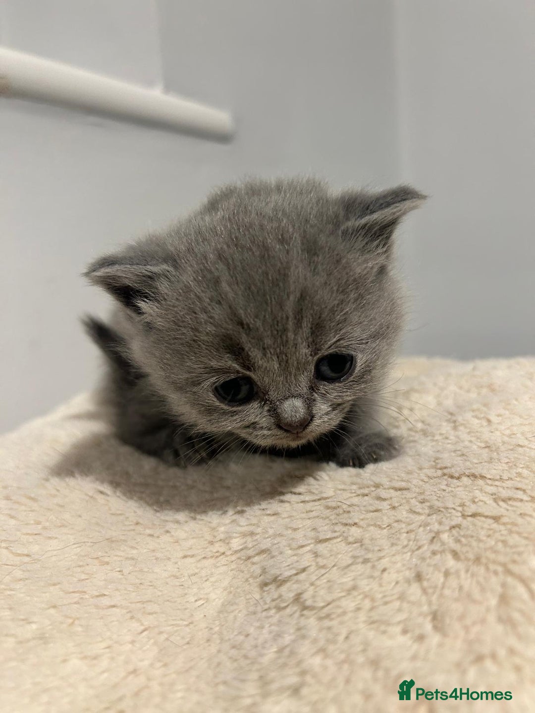British Shorthair cats for sale: READY NOW!!Pedigree British Short Hair Kittens - Image 9