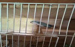 Parakeets birds for sale: Quaker parakeet  - Image 8