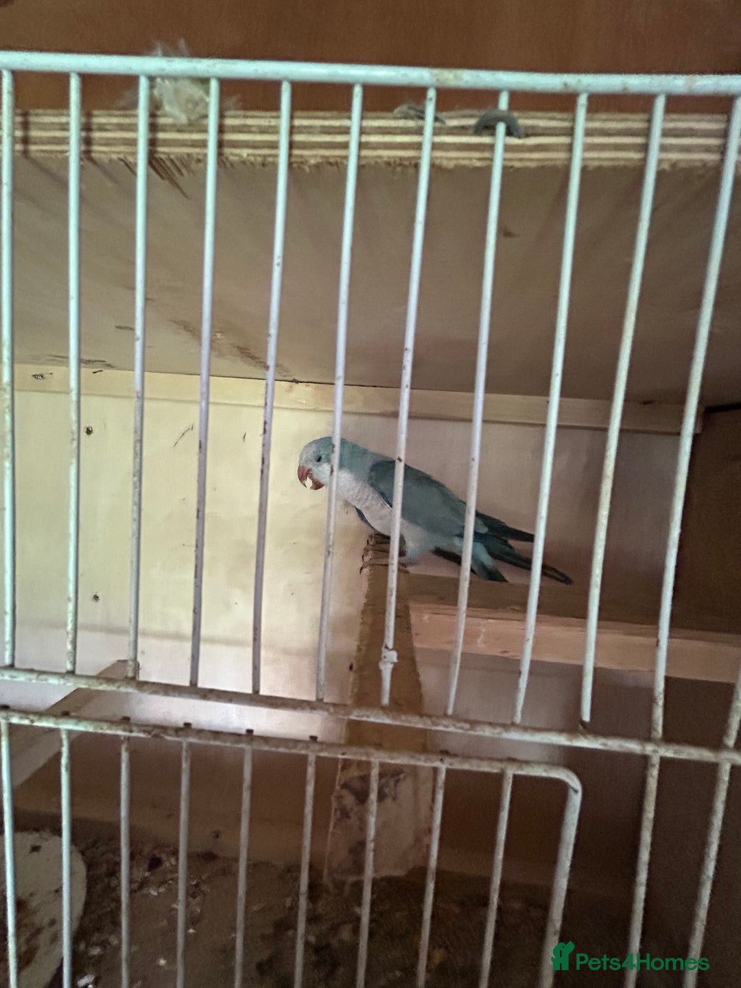 Parakeets birds for sale: Quaker parakeet  - Image 8