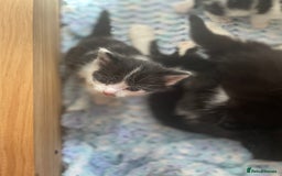 Mixed Breed cats for sale: Female beautiful fluffy kitten - Image 3
