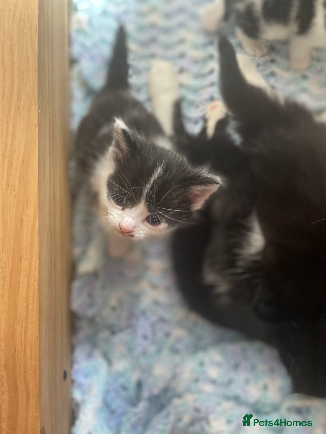 Mixed Breed cats for sale: Female beautiful fluffy kitten - Image 3