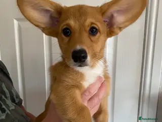 Welsh Corgi Cardigan dogs Welsh Cardigan Corgis by 5 ⭐️ Licensed Breeder - Advert 2