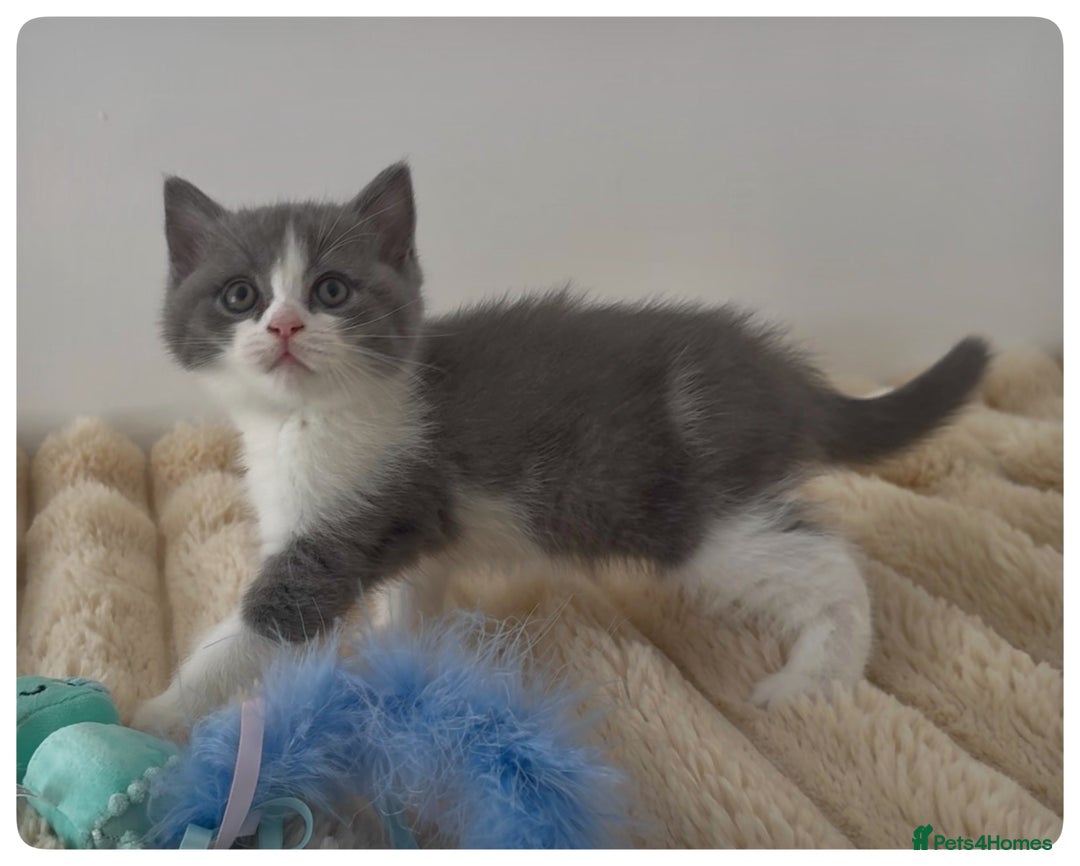 British Shorthair cats for sale: GCCF British Shorthair Blue Bi-Colour male kitten - Image 8