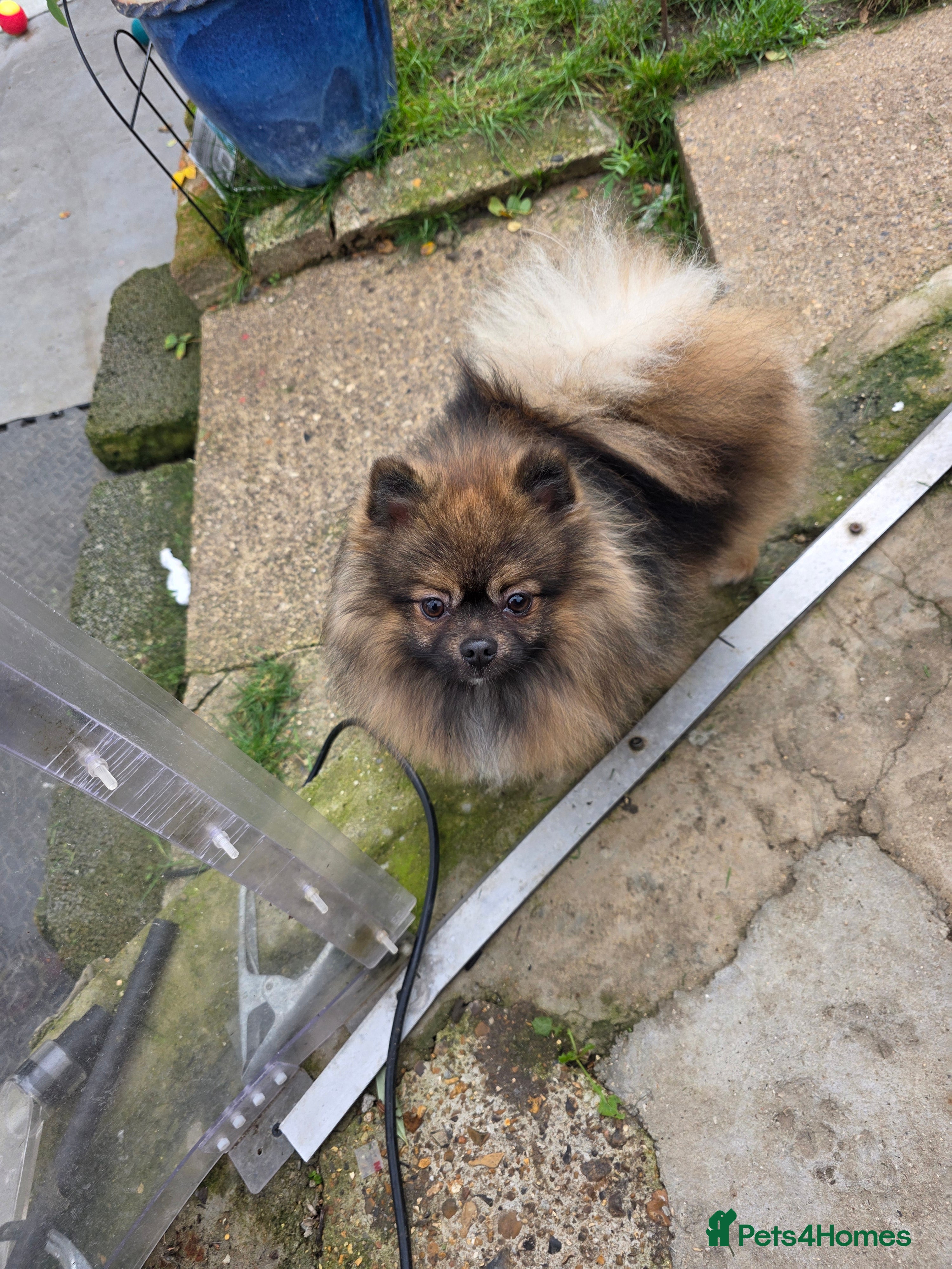 Pomeranian dogs STUD ONLY. Very tiny toy size  - Advert 18