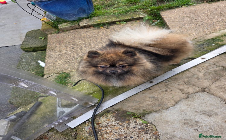 Pomeranian dogs STUD ONLY. Very tiny toy size  - Advert 2