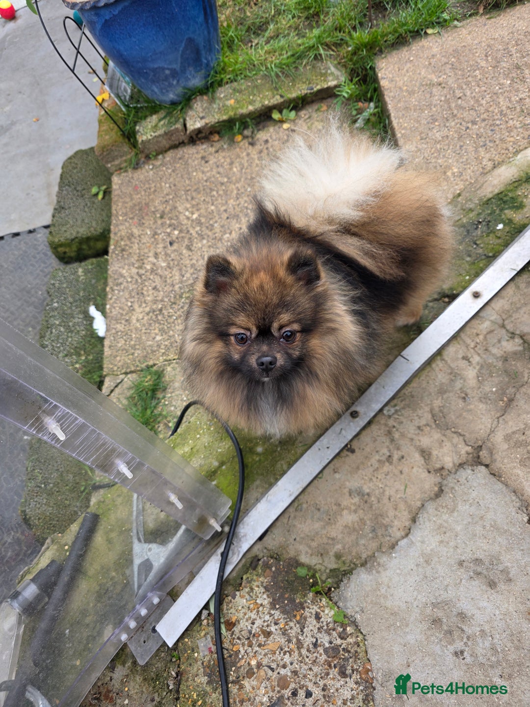 Pomeranian dogs for stud: STUD ONLY. Very tiny toy size  - Advert 1