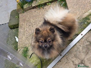 Pomeranian dogs for stud: STUD ONLY. Very tiny toy size - Advert 1