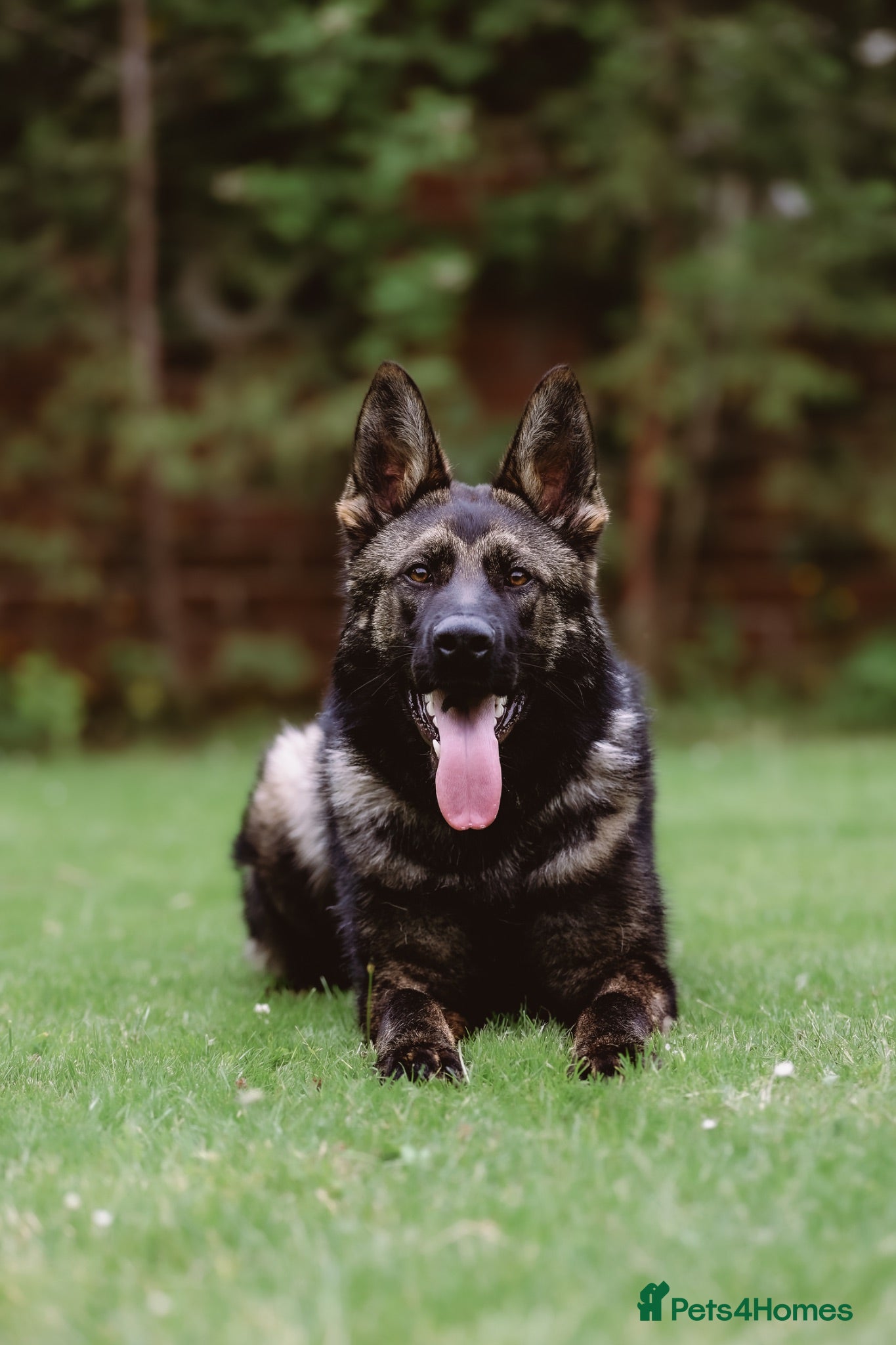 German Shepherd dogs Part Trained German shepherd available  - Advert 2