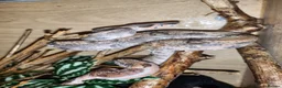 Boa Snake reptiles for sale: Hypo boa het leopard juvenile  - Advert 9