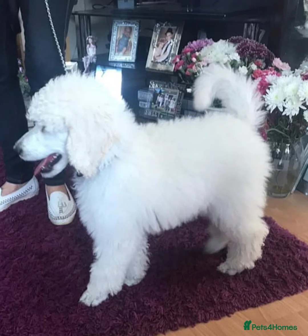 Standard Poodle dogs for stud: White standard poodle stud in Aldershot - Advert 7