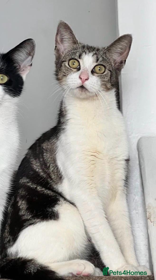 Mixed Breed cats Beautiful Female Kitten Seeking Loving Home - Advert 3