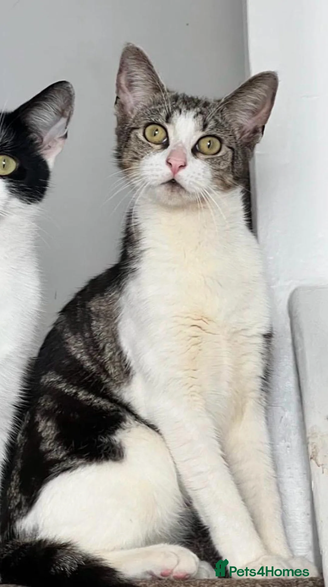 Mixed Breed cats for sale: Beautiful Female Kitten Seeking Loving Home in Romford - Advert 1