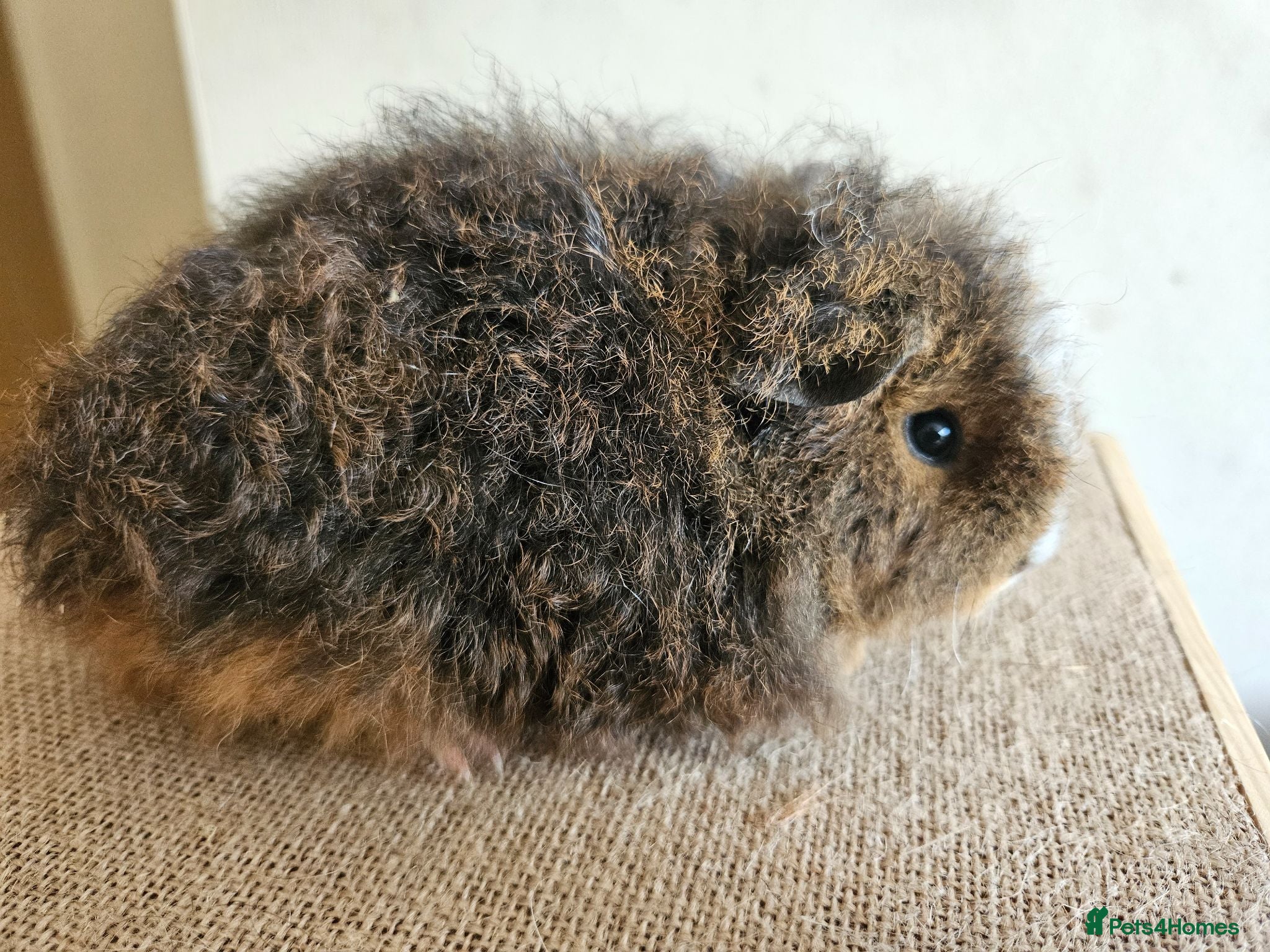 Guinea Pig rodents Baby female purebred texel guinea pig - Advert 3