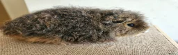 Guinea Pig rodents for sale: Baby female purebred texel guinea pig - Advert 1