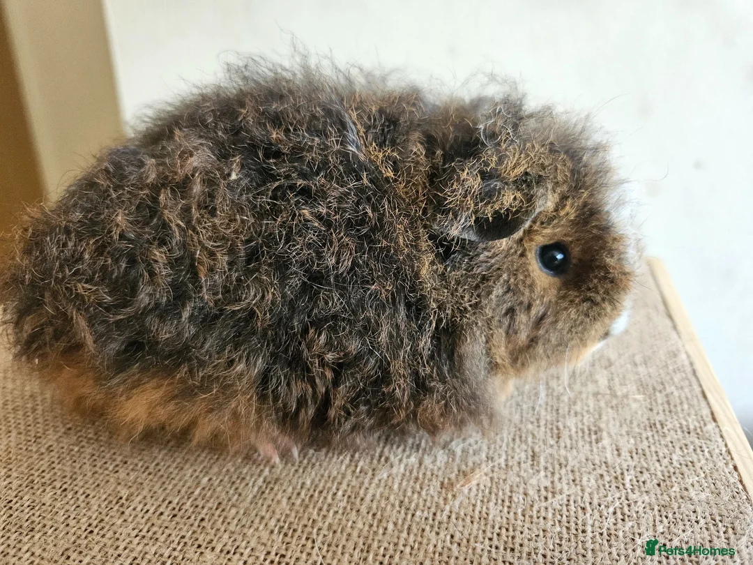 Guinea Pig rodents for sale: Baby female purebred texel guinea pig - Advert 1