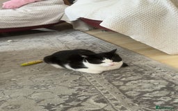 Mixed Breed cats for sale: 7 month old kitten for rehome  - Image 2