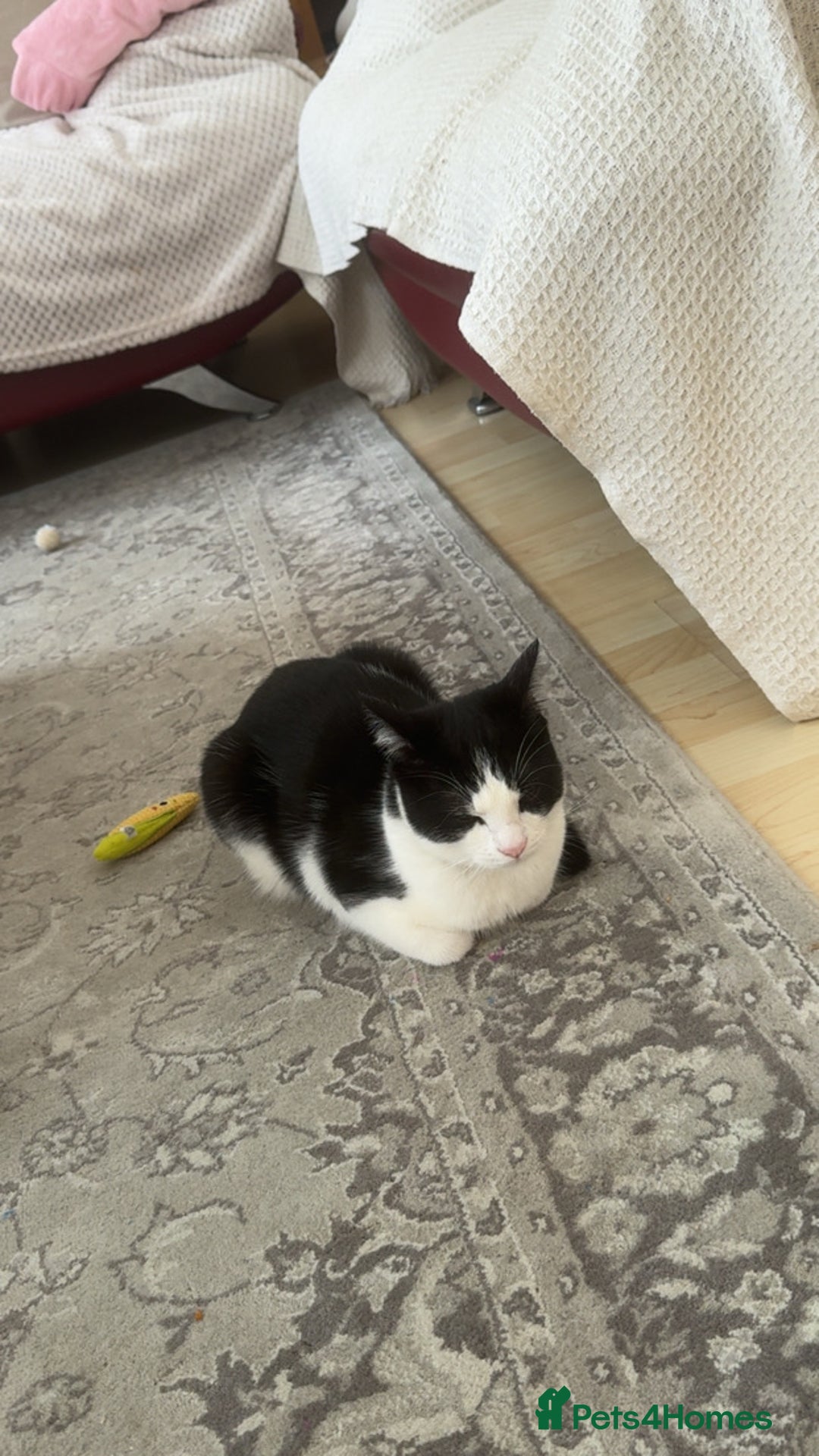 Mixed Breed cats for sale: 7 month old kitten for rehome  - Image 2