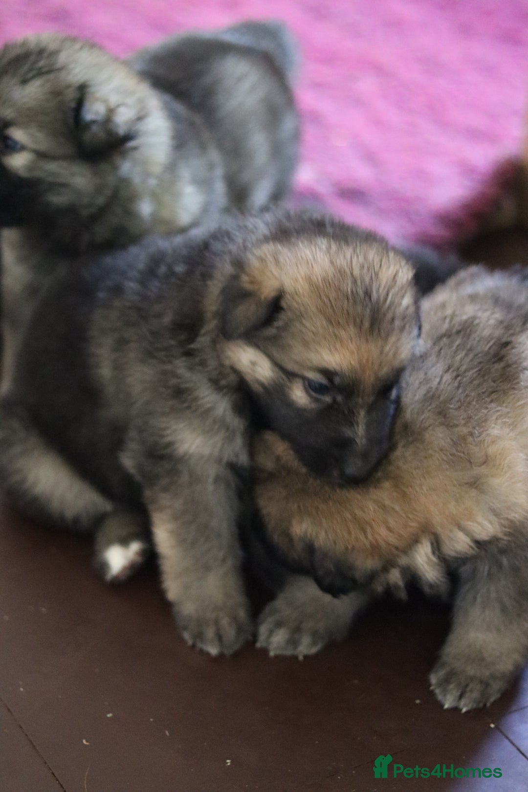 German Shepherd dogs for sale: Adorable GSD pups, straight back line, KC reg - Image 12