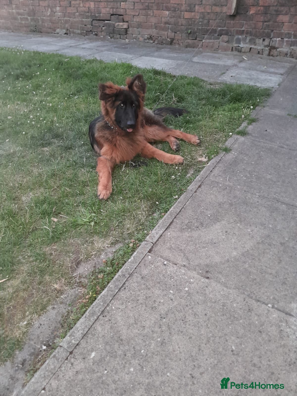 German Shepherd dogs Beautiful German Shepherd in Wednesbury - Advert 1