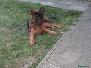 German Shepherd dogs Beautiful German Shepherd in Wednesbury - Advert 1