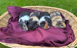 Guinea Pig rodents for sale: Adorable Litter Baby Guinea Pigs - boys / Girls  - Image 3